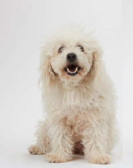 dog-1