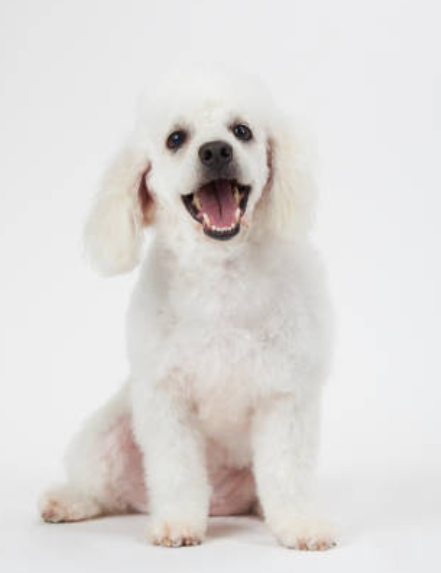 dog-2