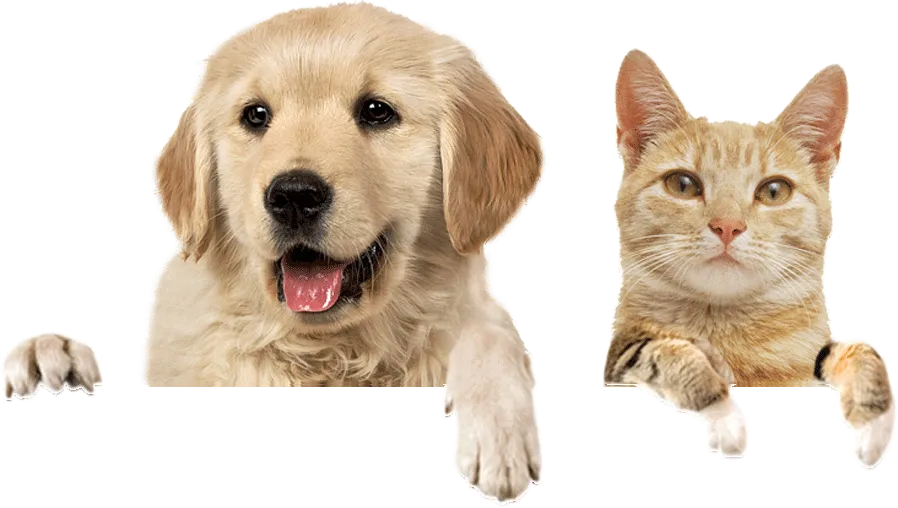 paw-dog-cat